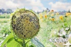 传统黑道日有哪些，十二建日黑道日宜忌