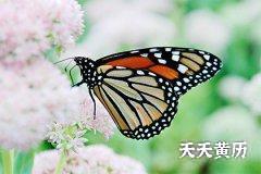<b>除满建黑道日，黄道日黑道日的意思</b>