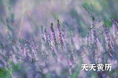 三伏天共多少天？ 三伏天养生要注意什么？