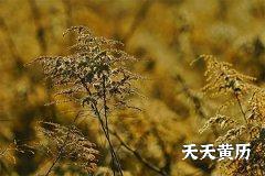2022虎年农历六月十七祭祀怎么样？