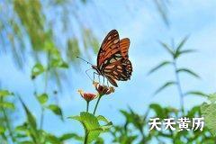 在黄历中明堂属什么，黄历明堂与玉堂哪个好？