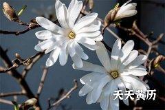 2022虎年农历四月初二是祭祀的好日子吗？祭祖适合什么花？