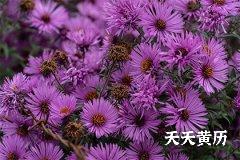 属兔的今年2023年犯太岁吗？戴什么配饰好？