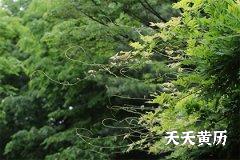2022年农历五月二十八是安葬的吉日吗？