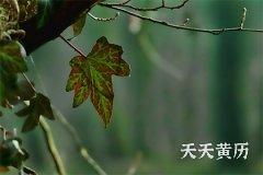 2022年腊月初九日适合穿什么颜色的衣服？