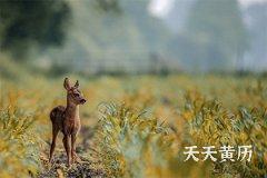 <b>值日黄道日和黑道日，黑道日是怎么推算的</b>