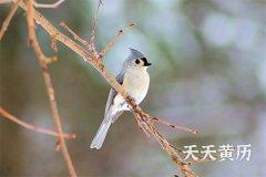<b>黄历上的黑道日宜忌，黑道日结婚有啥坏处</b>