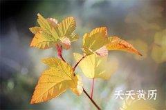 黑道日能不能结婚？黑道日有哪些注意事项